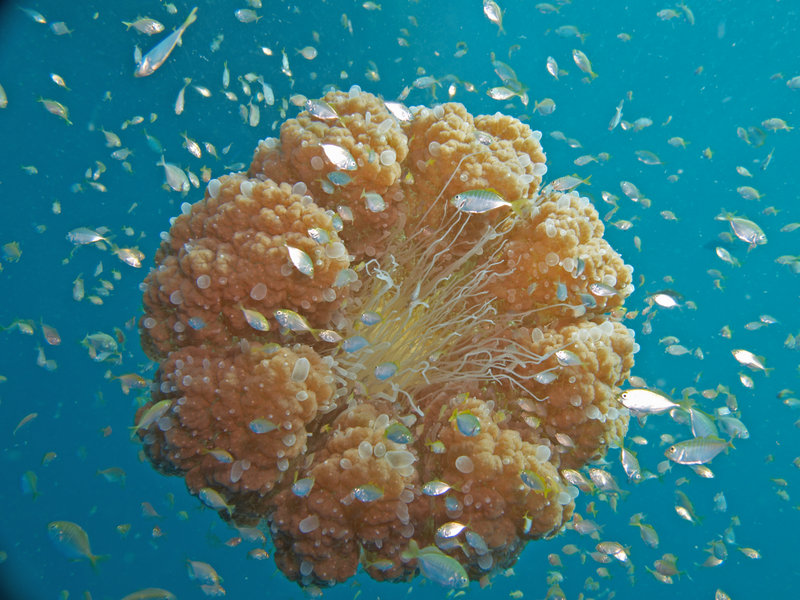 Sail Rock, Jellyfish